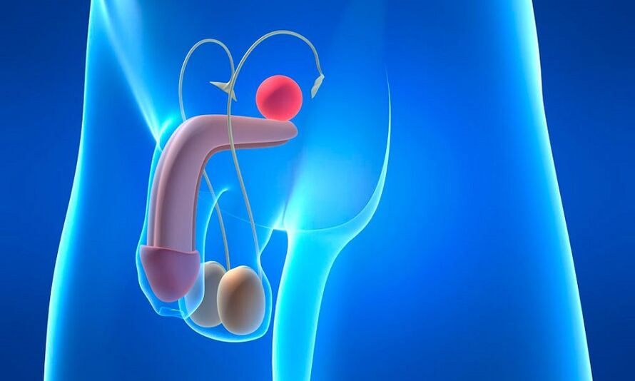 prostatas ar prostatītu tūska